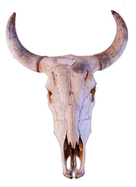 istock White skull of white asia buffalo 526945893