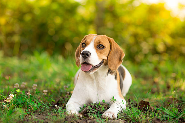 istock Beagle dog resting in garden 526946169