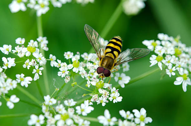 umieść fly - flugel zdjęcia i obrazy z banku zdjęć