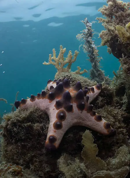 Photo of The Brown Patrick Starfish