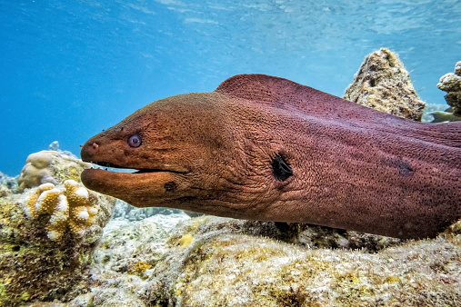 closeup of a Giant Moray Eel (Gymnothorax javanicus) on coral reef - Maldives