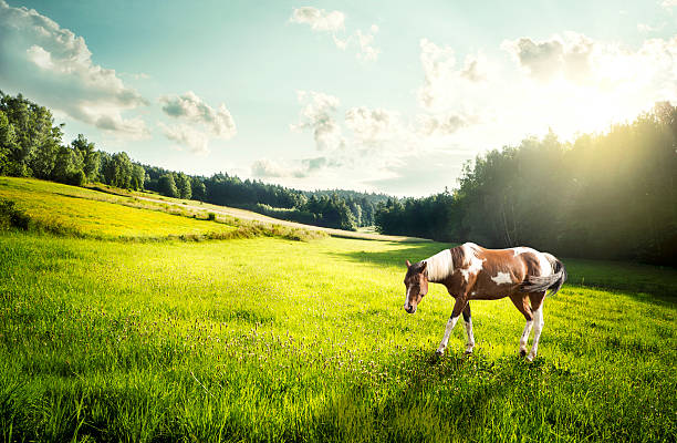 istock Dappled horse on a meadow 526948697