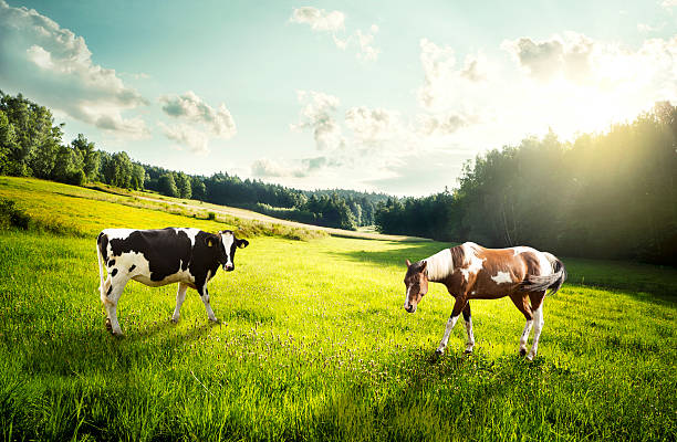 horse pasture et vache sur une clairière - meadow grazing horse agriculture photos et images de collection