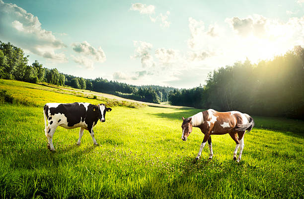 Horse and cow pasture on a glade