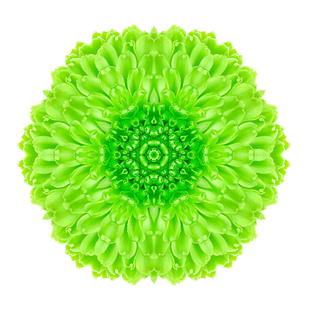istock Green Concentric Flower Isolated on White. Mandala Design 526949191