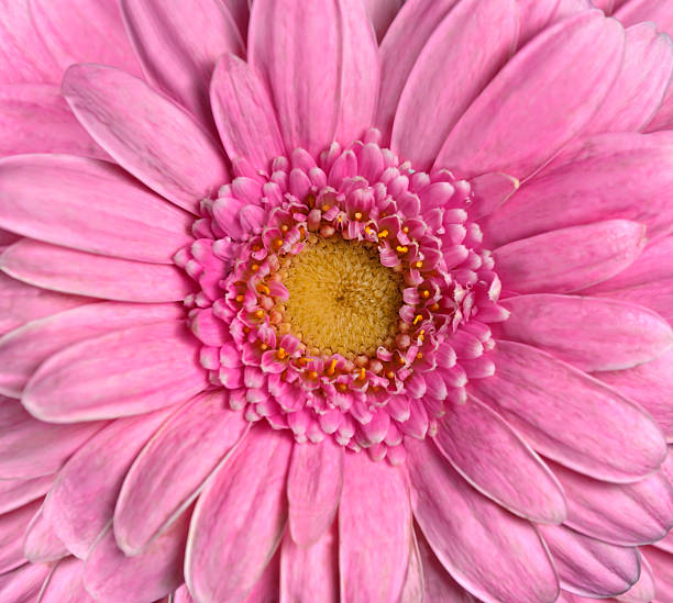 istock Beautiful Pink Gerbera Flower. Flowerhead Closeup 526949231