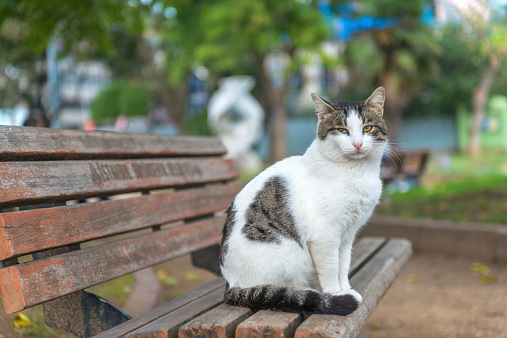 White gray cat sitting on the bench, Bayoglu, Istanbul, Turkey. The cats in Istanbul are well taken care of. They are one of the kind faces of the beautiful city. Nikon D800, full frame. Soft focus.