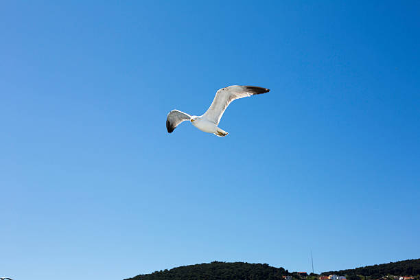 istock Seagull. Sea of Marmara, Adalar 526955463