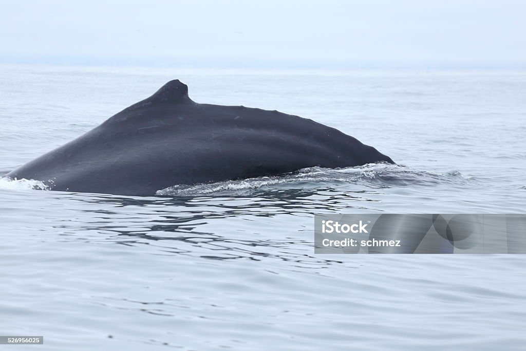 Humpback Whale dorsal fin A humpback whale dives in  Monterey Bay Moss landing California USA   Animal Stock Photo