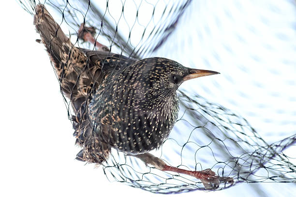 165 Bird Trap Netting Trapped Stock Photos, Pictures & Royalty-Free Images  - iStock