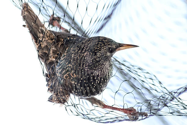 165 Bird Trap Netting Trapped Stock Photos, Pictures & Royalty-Free Images - iStock 165 Bird Trap Netting Trapped Stock Photos, Pictures & Royalty-Free Images - iStock
