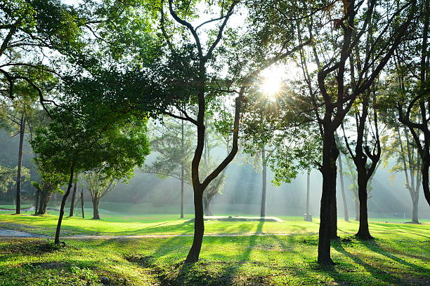 istock Trees and morning sunshine 526957035