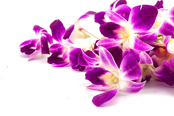istock beautiful Dendrobium orchid on white background 526957189