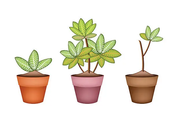 Vector illustration of Three Dieffenbachia Picta Marianne Plant in Ceramic Pots