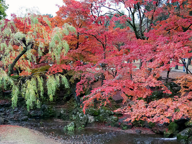 istock Willow and autumn leaves 526959099