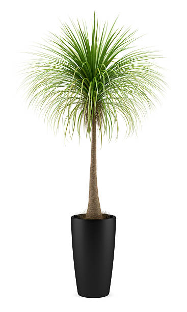 istock potted palm tree isolated on white background 526959605