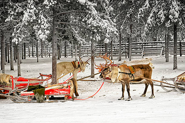 istock Two reindeers with sledges in winter arctic forest 526959785