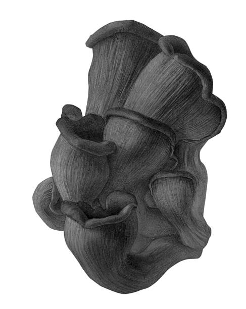 istock Pencil drawing of an oyster mushroom 526960023
