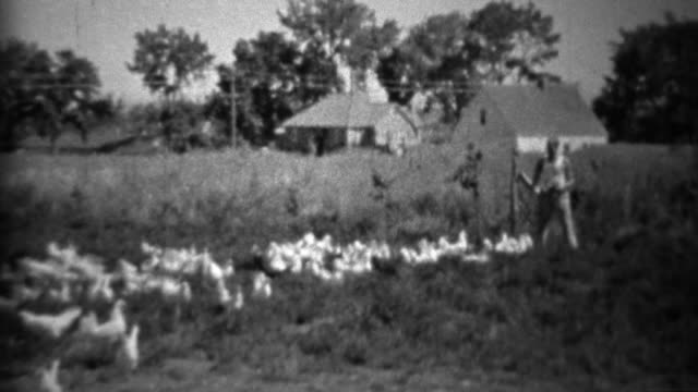 1934: Man feeding big flock of farm birds in rural setting.