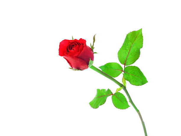 istock Single beautiful red rose isolated on white background 526974405