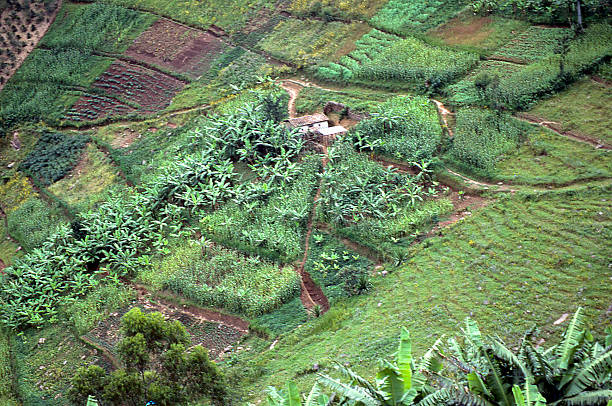 istock Farmstead and surrounding Fields Central Highlands Rwanda Africa 526975525