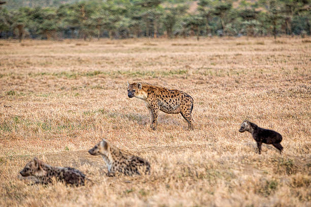 Hyena family in Kenayan Game reserve, Afria.