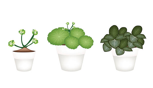 мех азиатского pennywort и acanthaceae в керамические pots - aentella stock illustrations