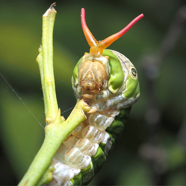 istock Wild Caterpillar and it's horn 526975999
