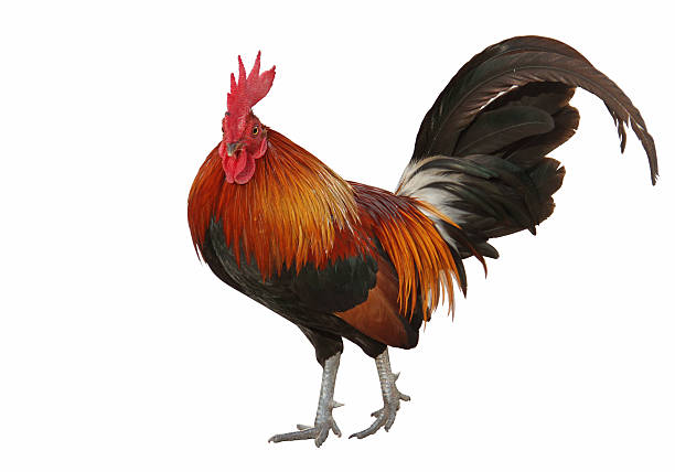 istock colorful rooster isolated on white 526976045