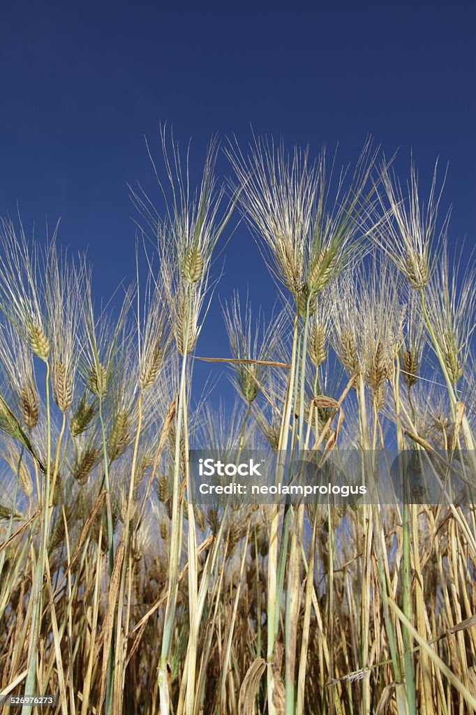 wheat agriculture Agriculture Stock Photo