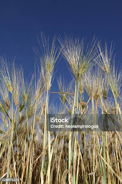 Wheat Stock Photo - Download Image Now - Agriculture, Backgrounds, Cereal Plant