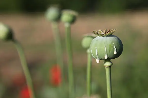 Close up of a poppy, shallow depth of field