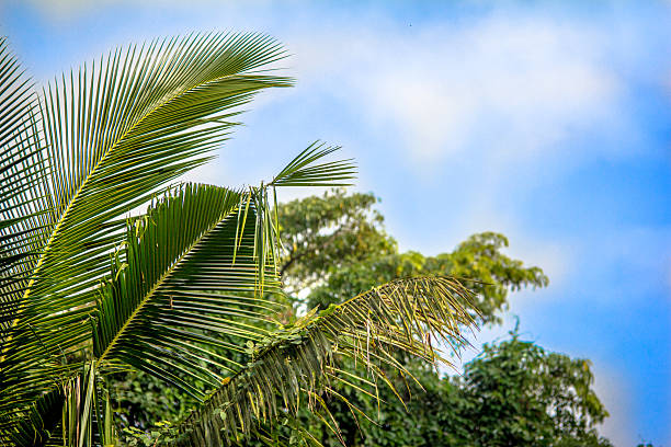 istock View of palm, trees against sky 526977865
