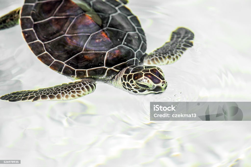 Cute endangered baby turtle Cute endangered baby turtle swimming in crystal clear water Animal Stock Photo