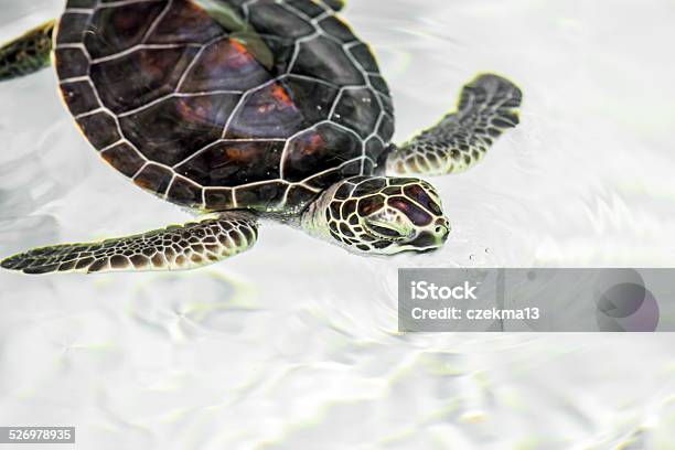 Cute Endangered Baby Turtle Stock Photo - Download Image Now - Animal, Animal Shell, Animal Wildlife