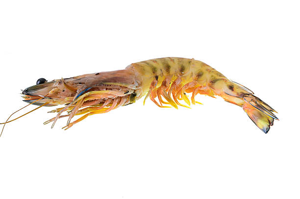 istock close up shrimp isolated on white. 526979233