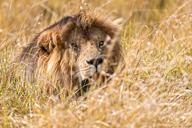 istock East African Lion (Panthera leo nubica) 526979435