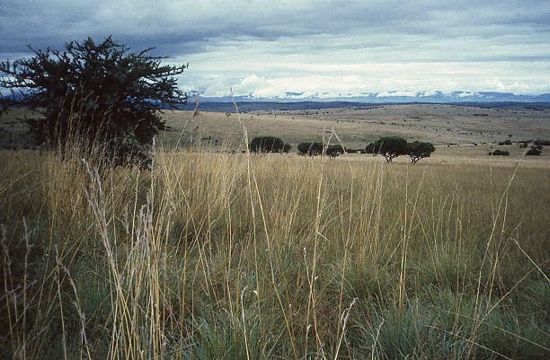 Savanna Grasslands of Eastern Rwanda in Akagera National Park Africa Savanna Grasslands of Eastern Rwanda in Akagera National Park Africa akagera national park stock pictures, royalty-free photos & images