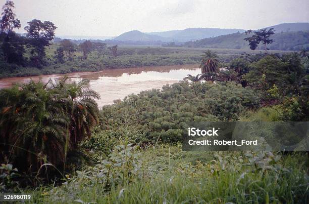 Papyrus Swamps Along Red Nile Or Aakagera River Rwanda Stock Photo - Download Image Now