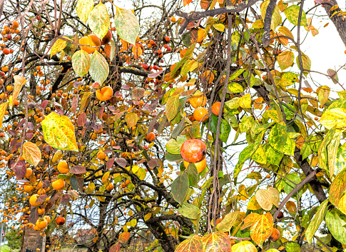 Persimmon,  Diospyros kaki, tree: brown  branches and orange fruit among green leaves in Italian countryside