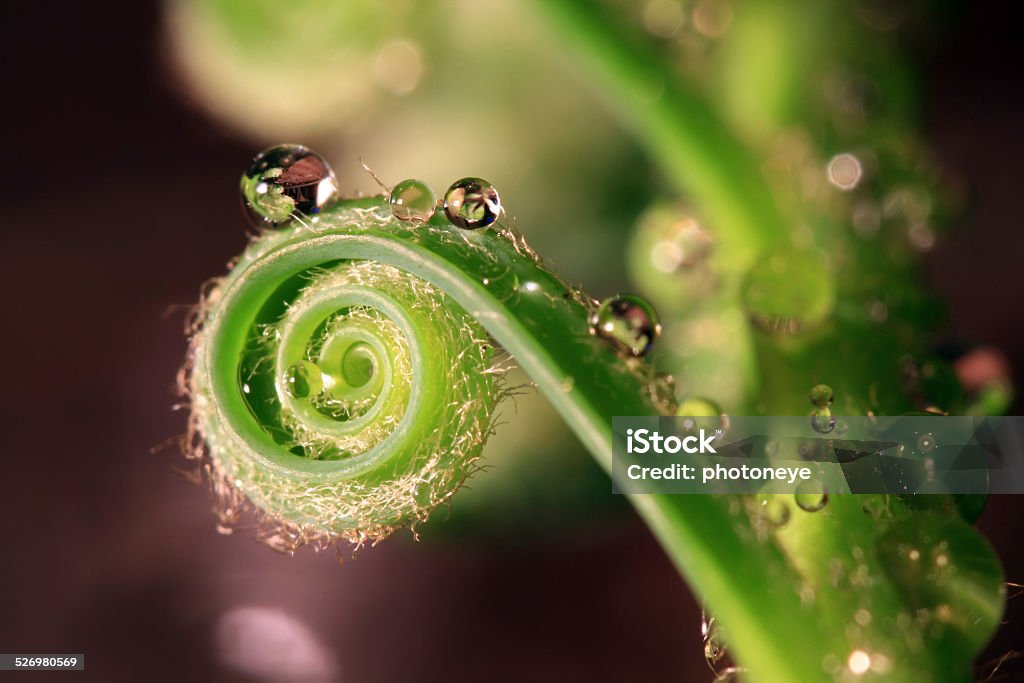Spiral Beautiful shape of a flower with waterdrops Arranging Stock Photo Spiral Beautiful shape of a flower with waterdrops Arranging Stock Photo