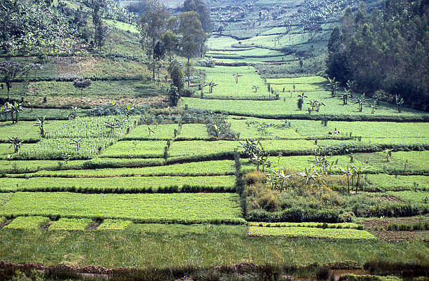 istock Terraced Green fields northwest Rwanda Africa 526980671