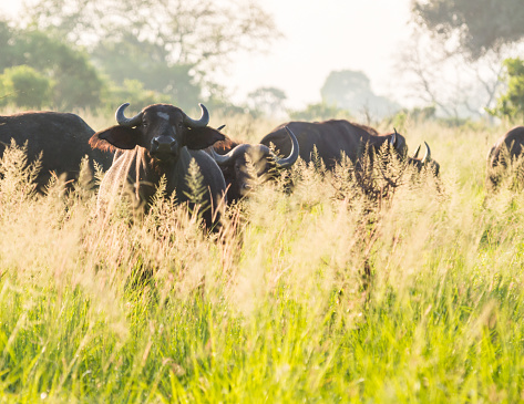 African buffaloes on the savanna in Tanzania.