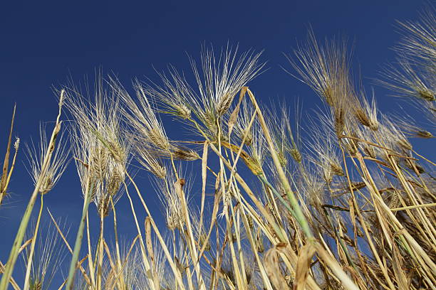 wheat and sky stock photo