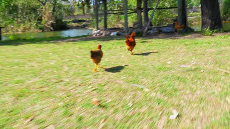 810 Funny Hen Stock Videos and Royalty-Free Footage - iStock | Funny chicken 810 Funny Hen Stock Videos and Royalty-Free Footage - iStock | Funny chicken
