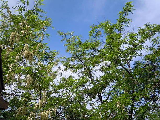 View of blue skies through tree tops