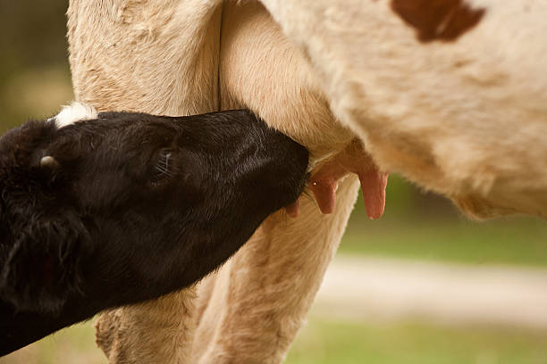 istock Calf drinking milk cow mom 527009817