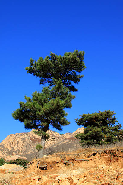 istock mountains and green plant 527010833