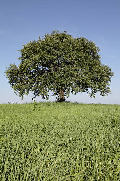 green tree stock photo