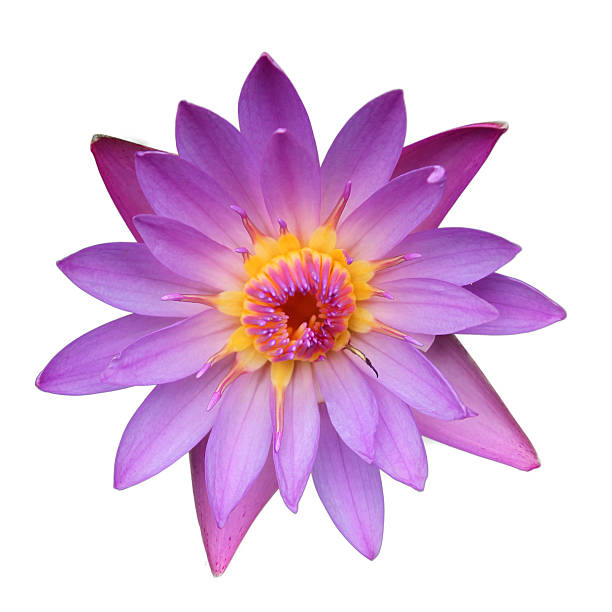 istock Lotus Flower isolated 527011711